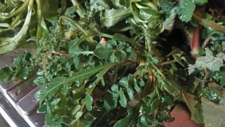 urospermumdelechampii