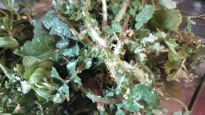sonchus oleraceus