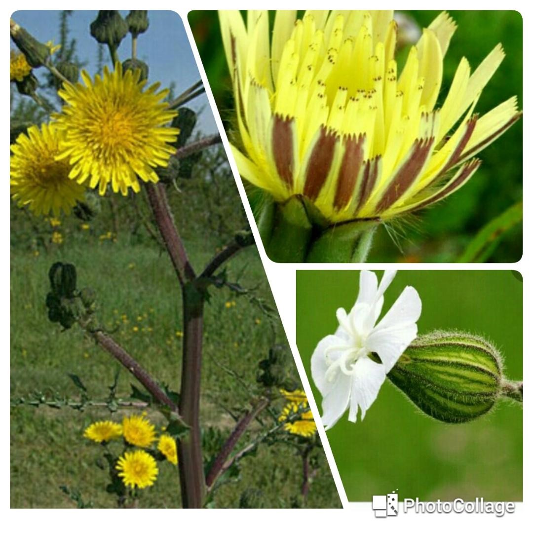 fiori