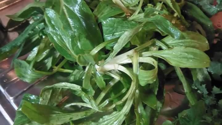 silene